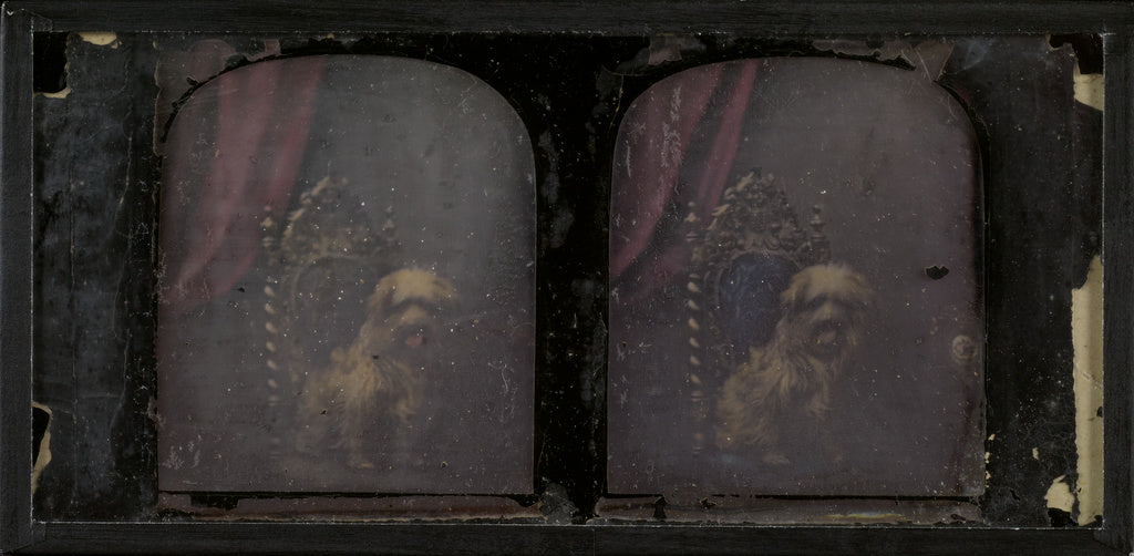Antoine Claudet:[Fancy, a dog], Poster Print Wall Art