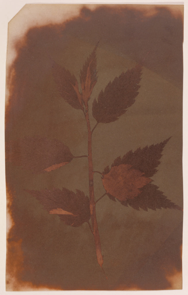 William Henry Fox Talbot:[Botanical Specimen], Poster Print Wall Art