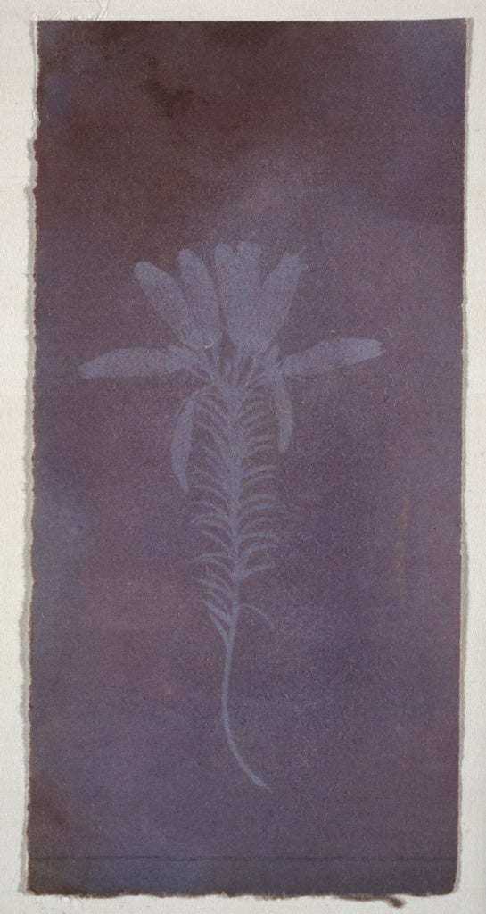 William Henry Fox Talbot:[Erica Mutabilis], Poster Print Wall Art