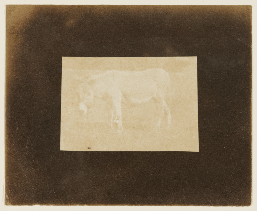 William Henry Fox TalbotAttributed to:[A Pony], Poster Print Wall Art