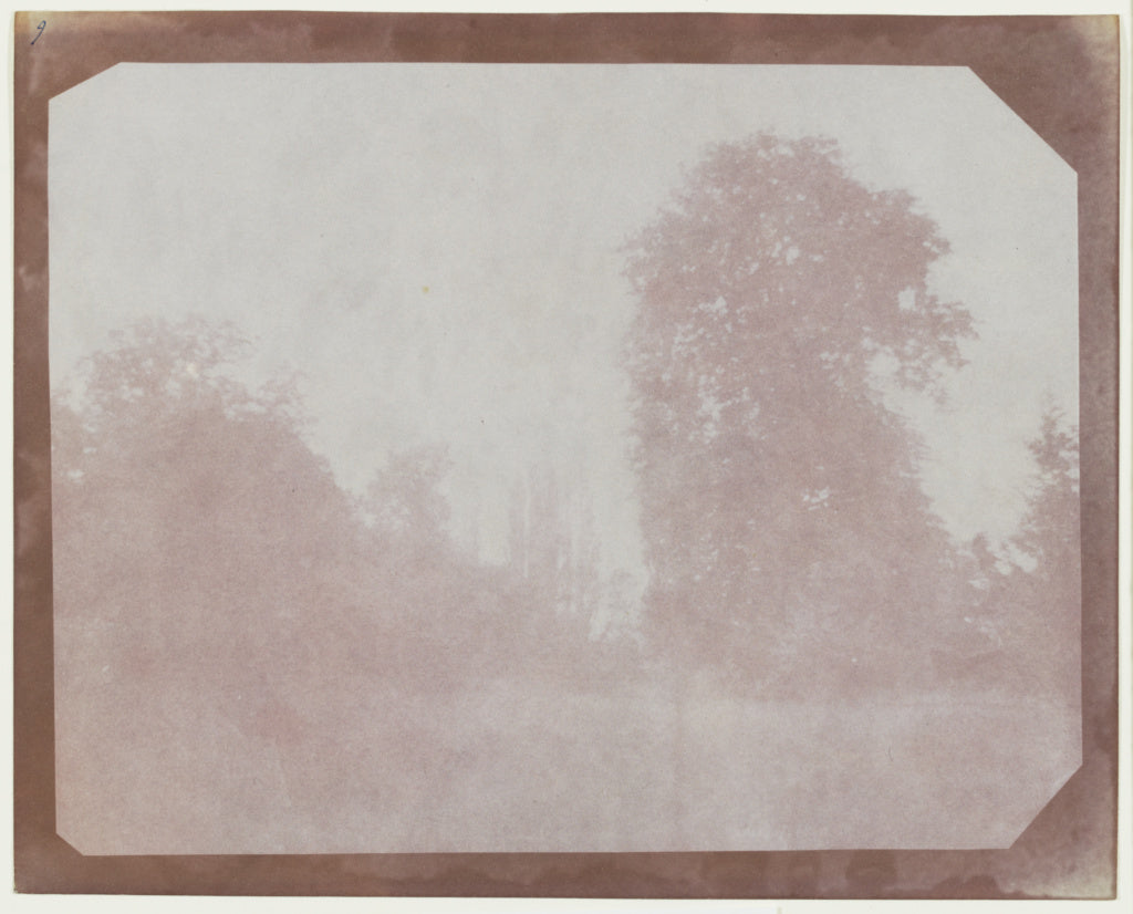 William Henry Fox Talbot:[Group of Trees from the American W, Poster Print Wall Art
