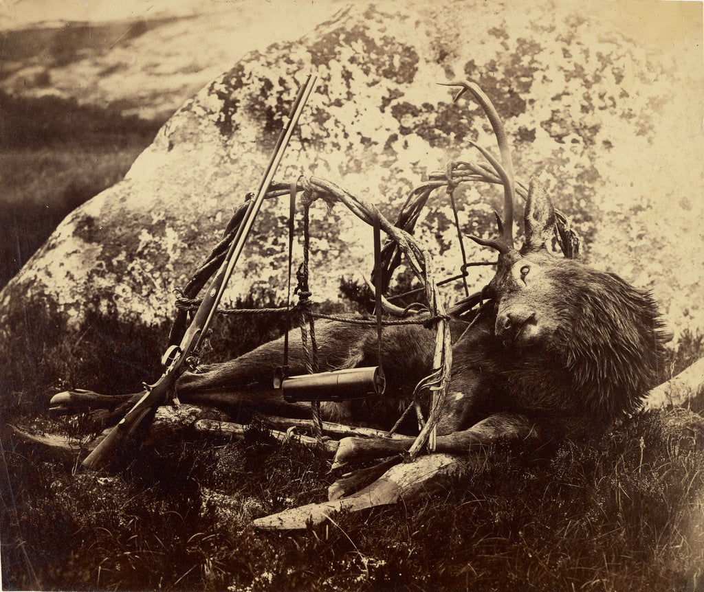 Capt. Horatio Ross:[Dead stag in a sling], Poster Print Wall Art