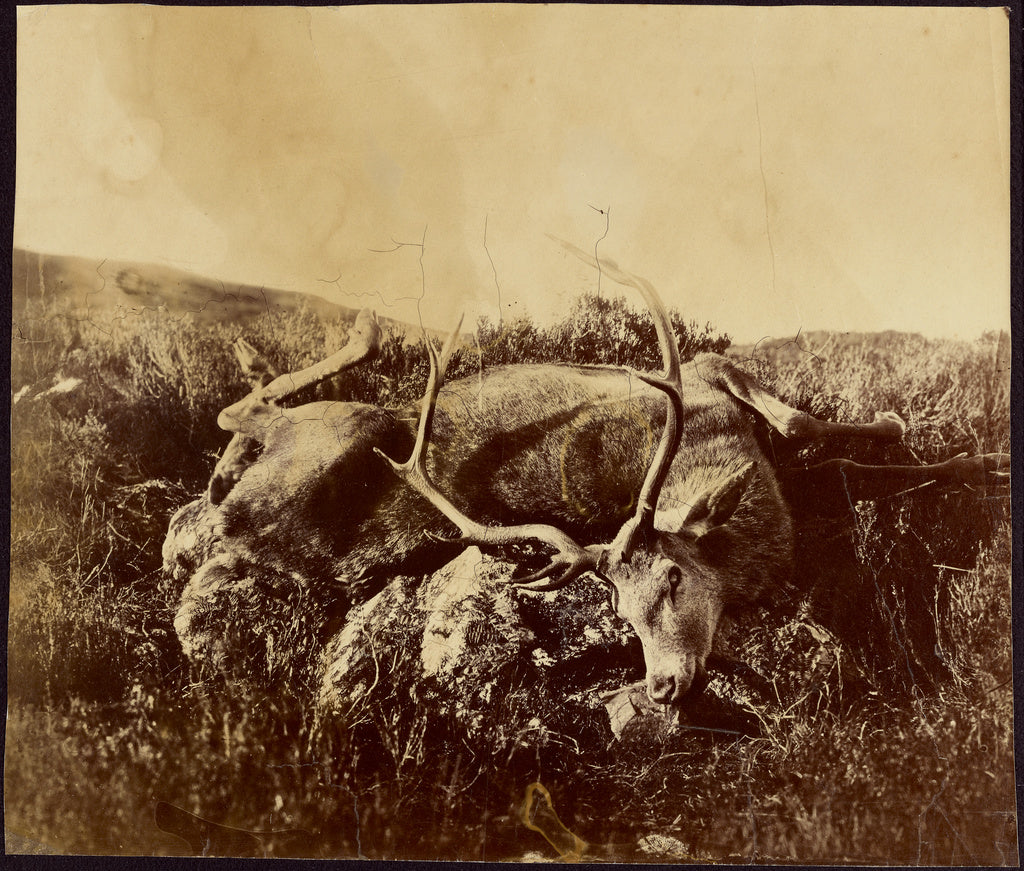 Roger FentonAttributed to:[Dead stag on a rock], Poster Print Wall Art