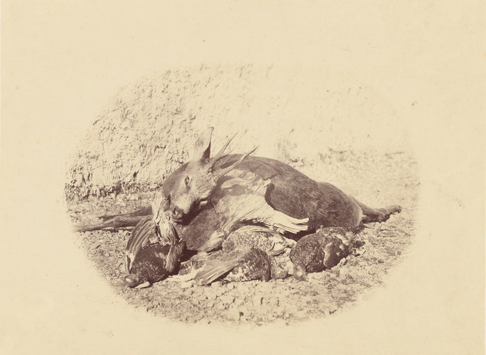 Roger FentonAttributed to:[Still Life with Dead Game],16x12