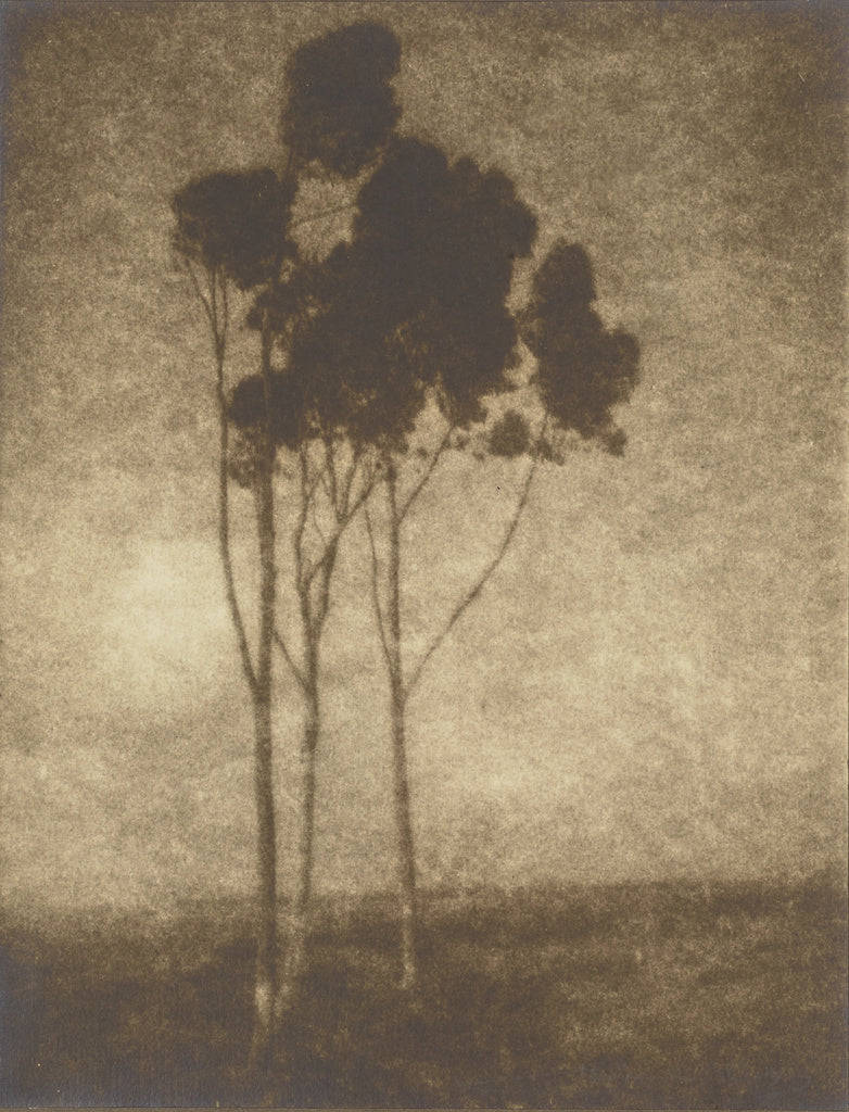 Leopold Hugo:[Stand of Trees], Poster Print Wall Art
