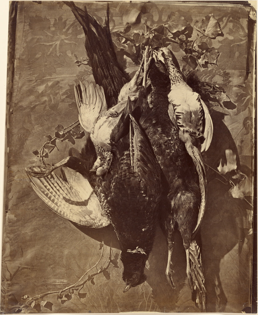 Charles Nègre:[Still Life of Game Bird with Feathers], Poster Print Wall Art