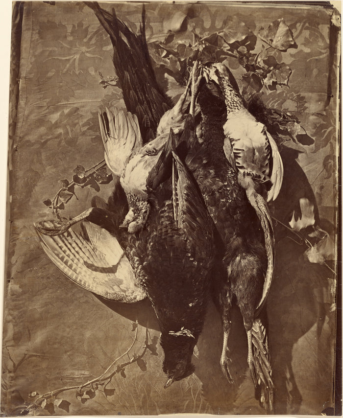 Charles Nègre:[Still Life of Game Bird with Feathers],16x12