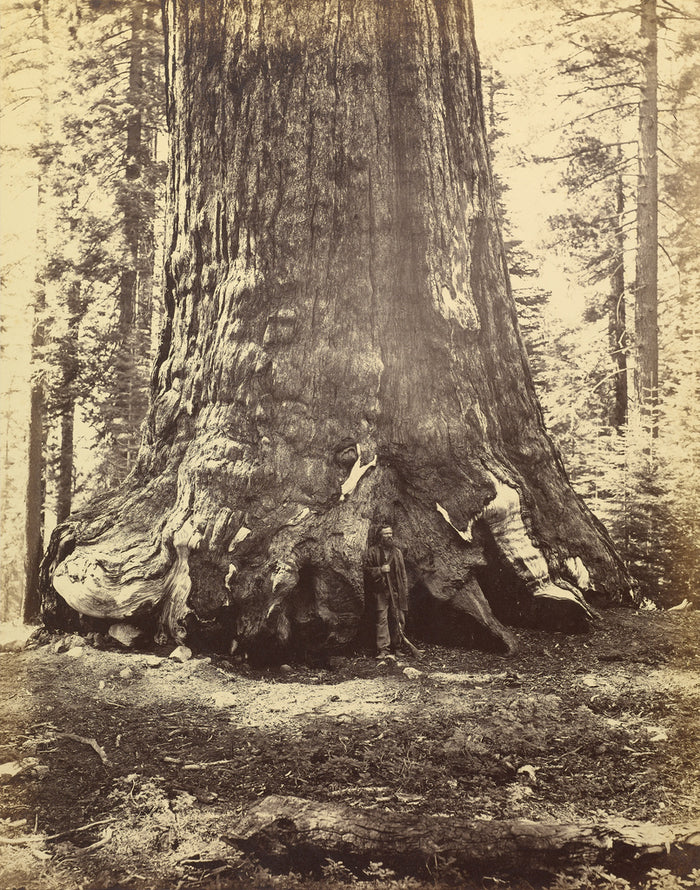 Carleton Watkins:[Section of the Grizzly Giant],16x12