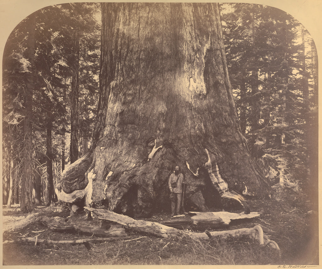 Carleton Watkins:[Section Grizzly Giant, Mariposa Grove], Poster Print Wall Art