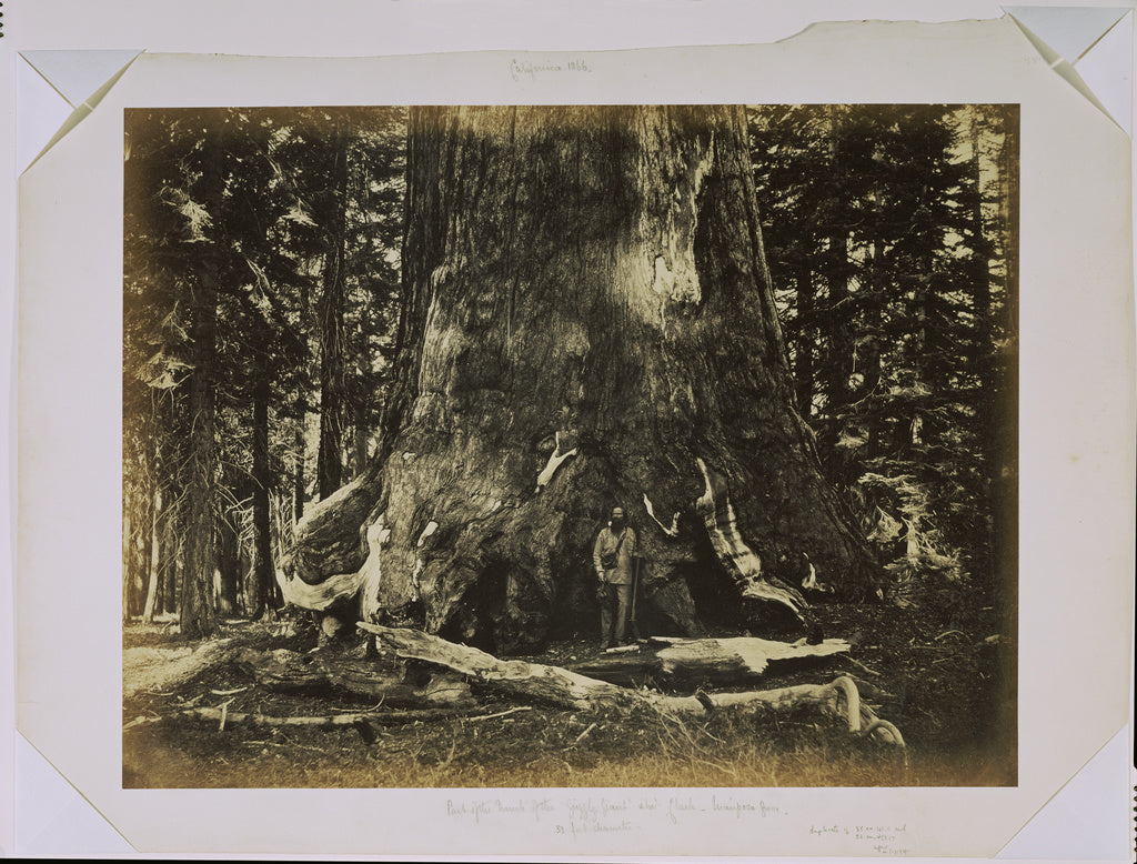 Carleton Watkins:[Part of the Trunk of the "Grizzly Giant" w,16x12"(A3)Poster