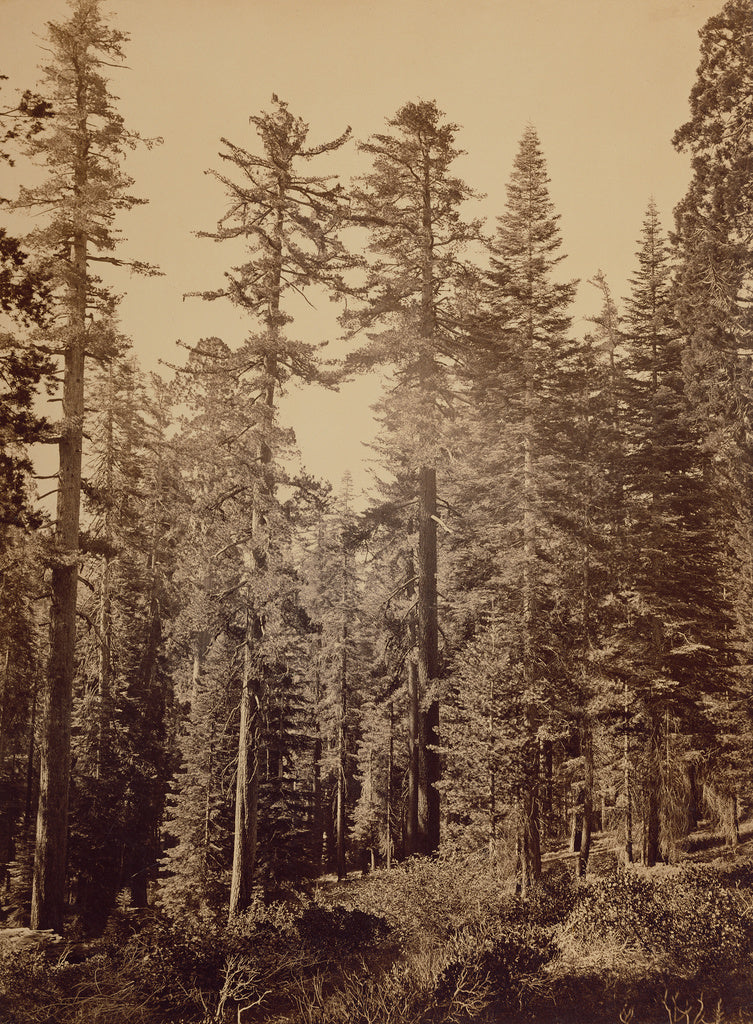 Carleton Watkins:[Forest Scene] / [Sugar Pines], Poster Print Wall Art