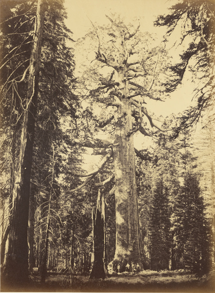 Carleton Watkins:Sequoia Gigantea - "Grizzly Giant" - Maripo,16x12"(A3)Poster