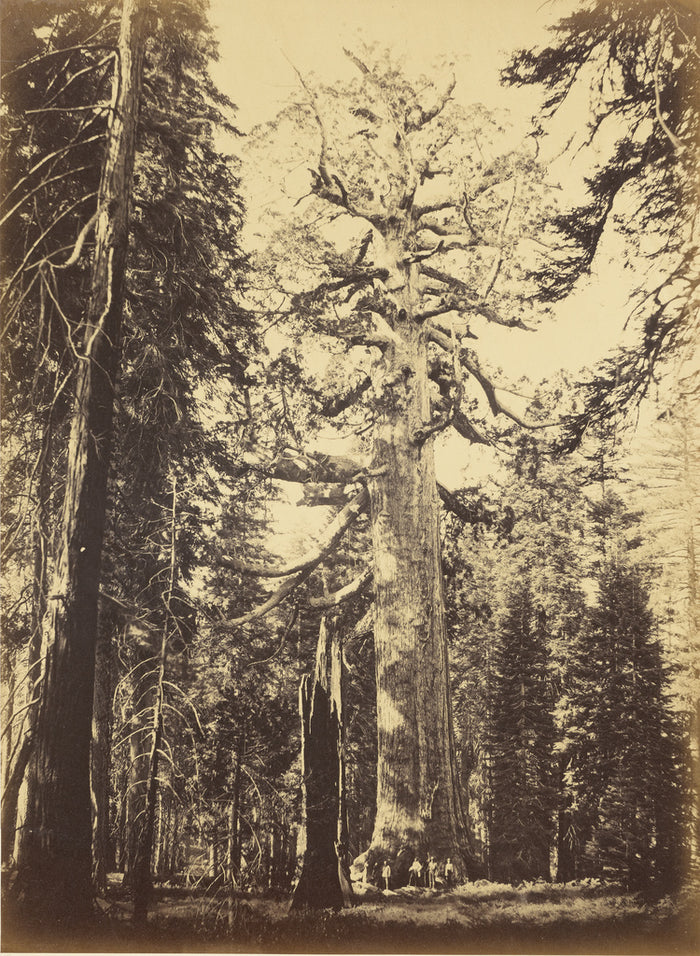 Carleton Watkins:Sequoia Gigantea - 