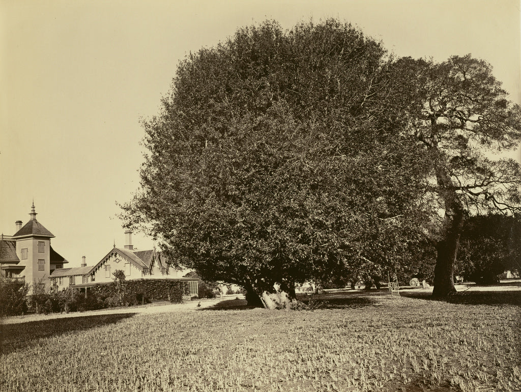 Carleton Watkins:[Residence of Mr. Howard, San Mateo, Califo,16x12"(A3)Poster