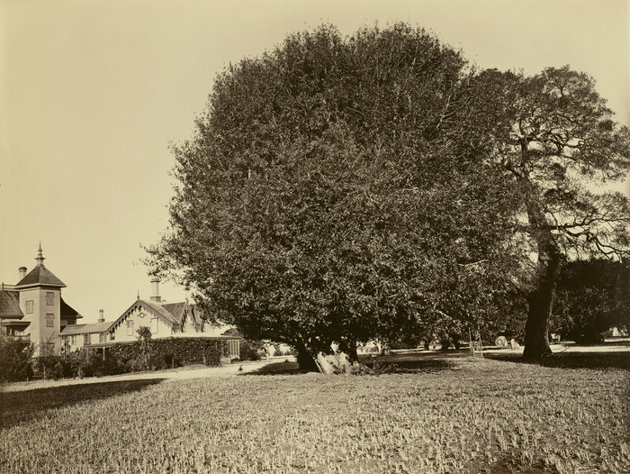 Carleton Watkins:[Residence of Mr. Howard, San Mateo, Califo,16x12