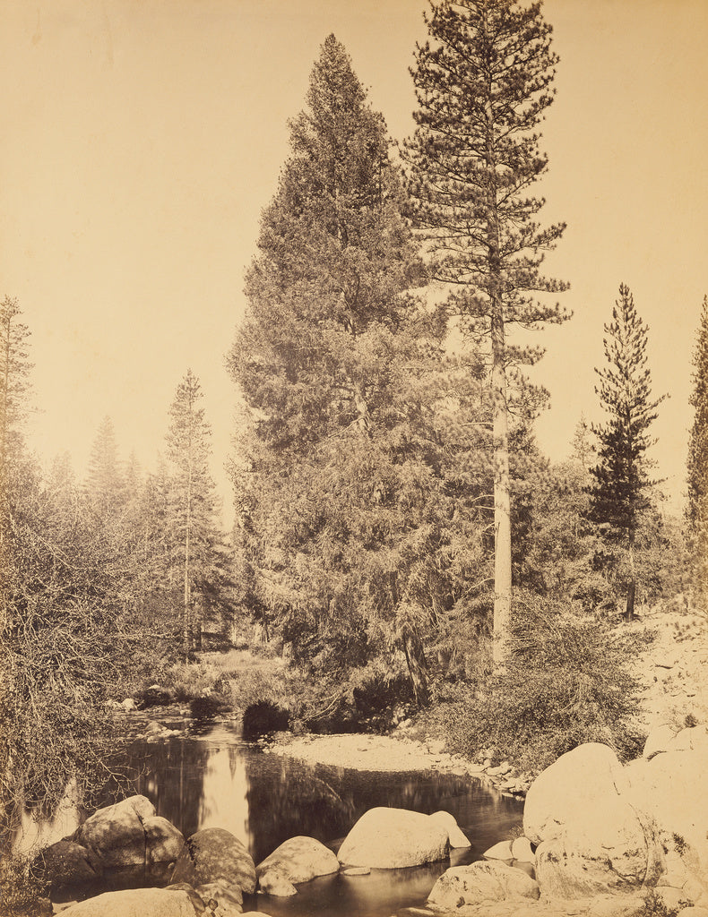 Carleton Watkins:[Douglas Fir at Clarks] / [The Douglas Fir], Poster Print Wall Art