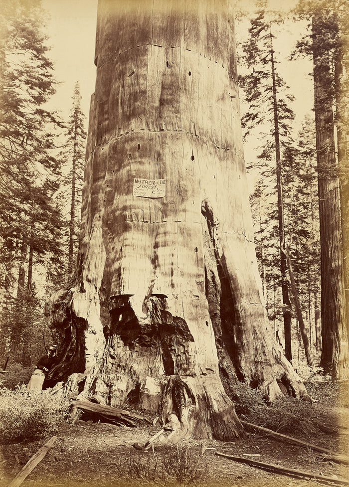 Carleton Watkins:[Mother of the Forest, 221 feet high],16x12