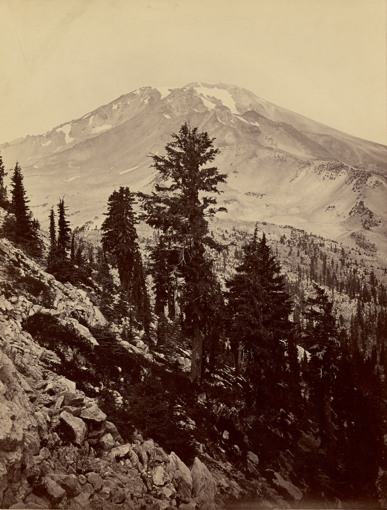 Carleton Watkins:[Williamsonii, Mt. Shasta],16x12"(A3)Poster