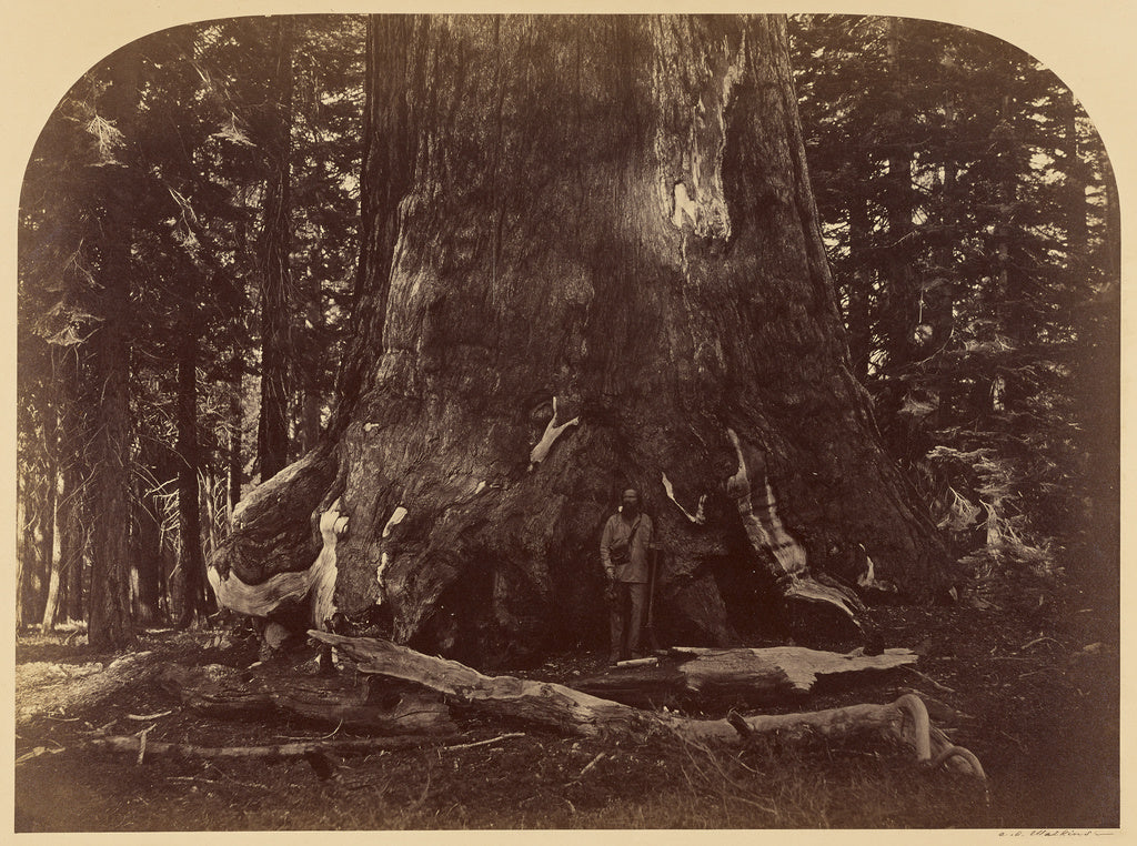 Carleton Watkins:Section of the Grizzly Giant, Mariposa Grov, Poster Print Wall Art