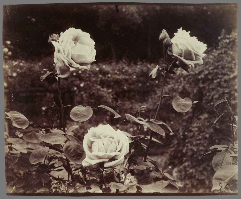 Eugène Atget:Roses, Poster Print Wall Art