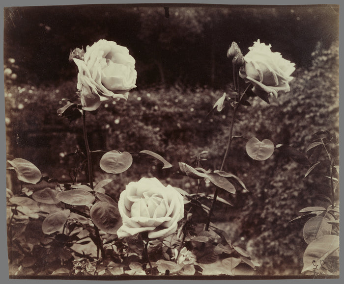 Eugène Atget:Roses,16x12