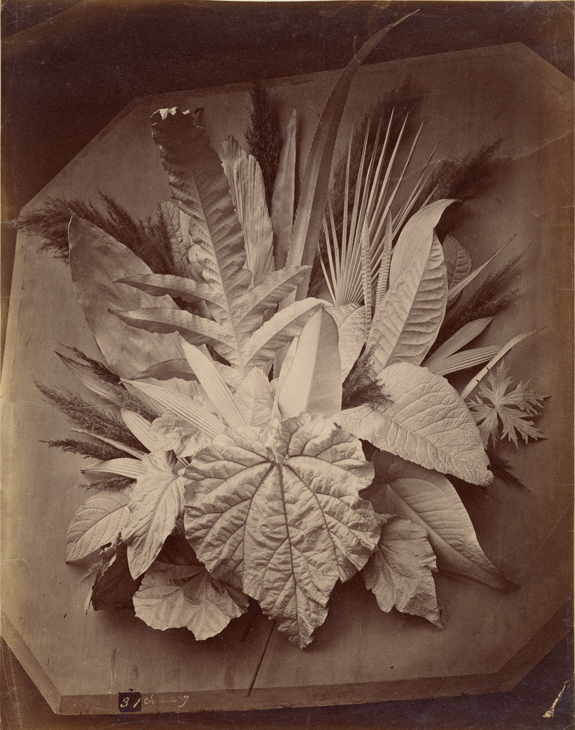 Charles Aubry:[Leaf arrangement], Poster Print Wall Art