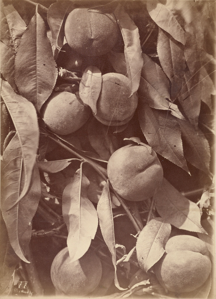 Charles Aubry:[Peaches], Poster Print Wall Art