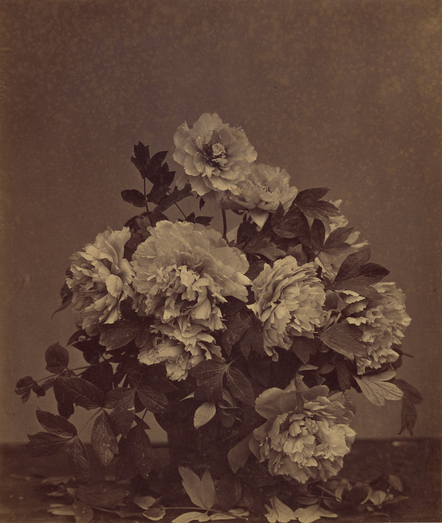 Charles Aubry:[Flowers],16x12"(A3)Poster