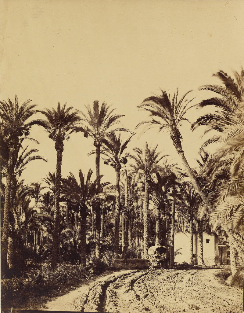 Charles Clifford:Elche palm trees, Poster Print Wall Art