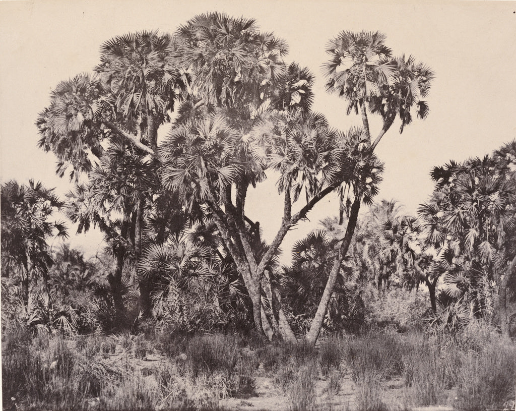 Maxime Du Camp:Haute egypte. Palmiers doums., Poster Print Wall Art