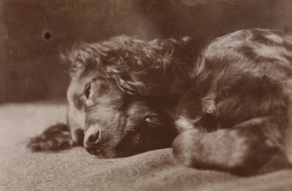 Thomas Eakins:Boyce, Portrait of a Setter Dog, Poster Print Wall Art