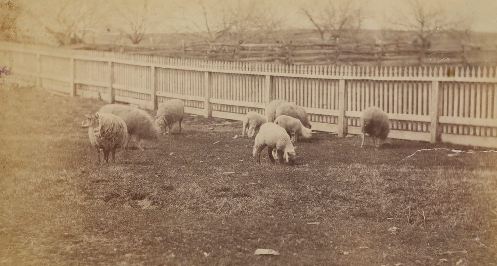Thomas Eakins:[Sheep in a Pasture on the Farm at Avondale, P, Poster Print Wall Art