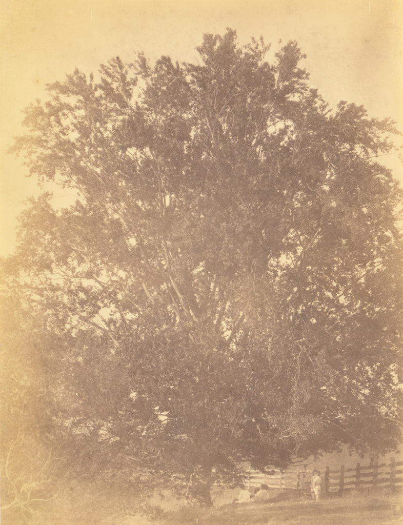 Thomas Eakins:[Beech Tree at Avondale, Pennsylvania], Poster Print Wall Art