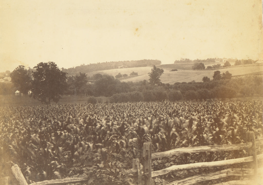 Thomas Eakins:[Cornfield, Avondale, PA], Poster Print Wall Art
