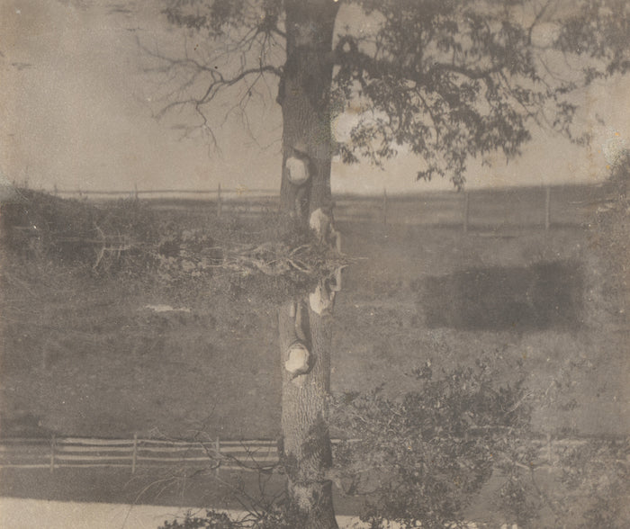 Thomas Eakins:[Crowell Children at Avondale, Pennsylvania],16x12