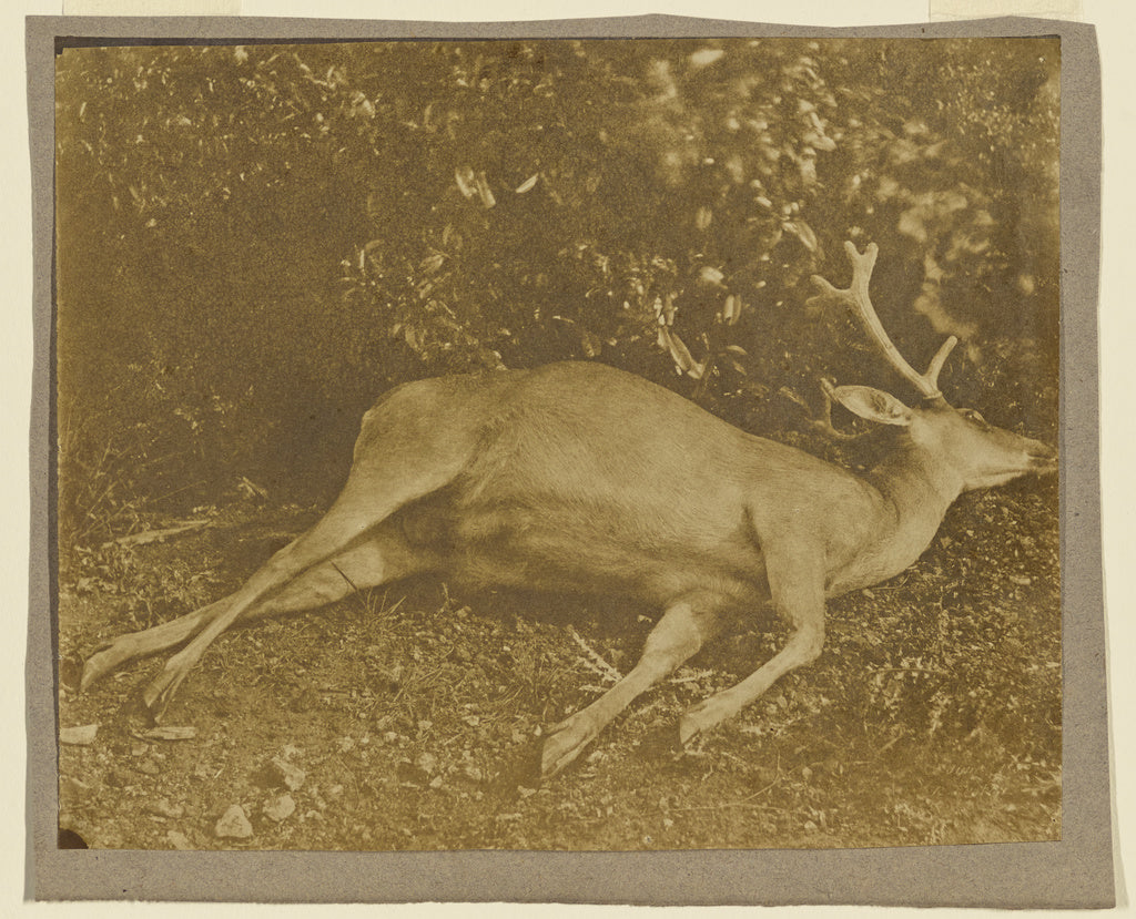 Roger Fenton:[Dead Stag], Poster Print Wall Art