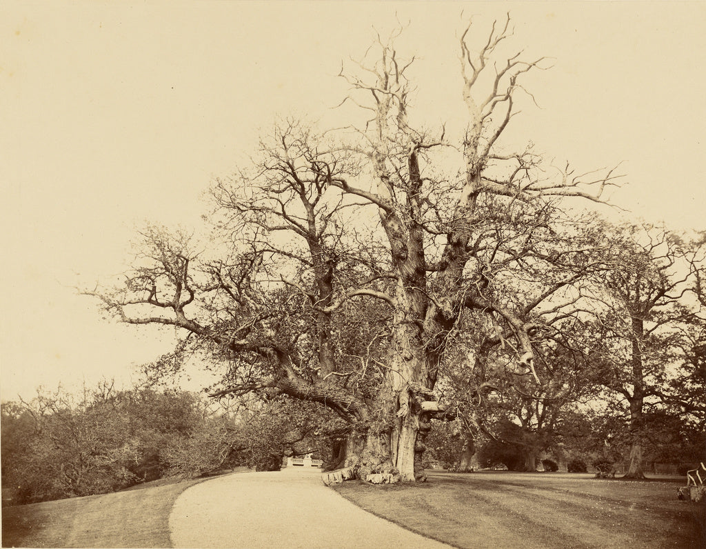 Roger Fenton:[Study of Tree and Driveway], Poster Print Wall Art