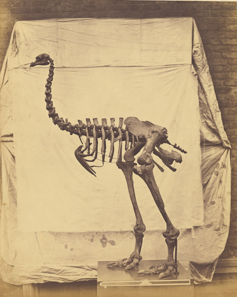 Roger Fenton:[Dinornis Elephantopus], Poster Print Wall Art