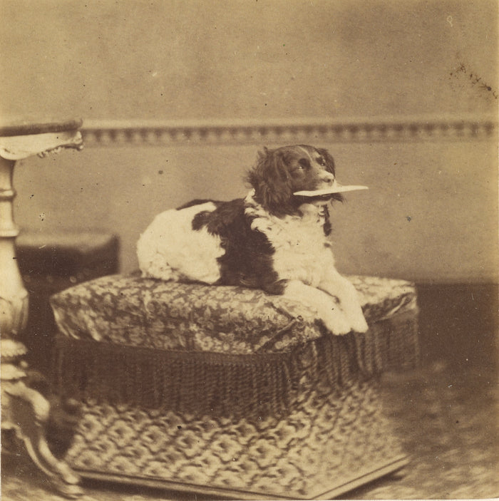 Unknown:[Sitting Dog with a Bundle in its Mouth],16x12
