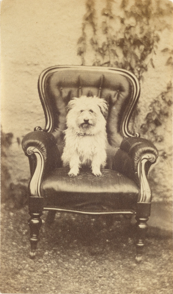 Unknown:[Seated Dog], Poster Print Wall Art