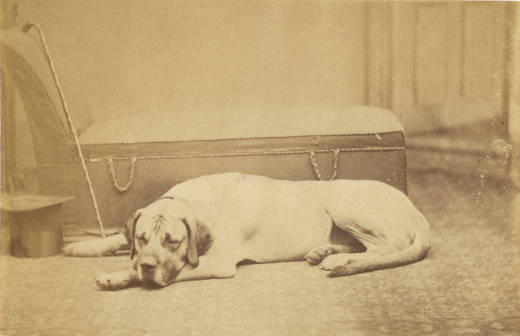 Unknown:[Sleeping Dog], Poster Print Wall Art