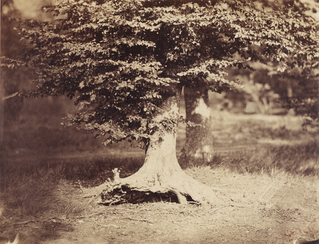 Gustave Le Gray:[The Beech Tree], Poster Print Wall Art