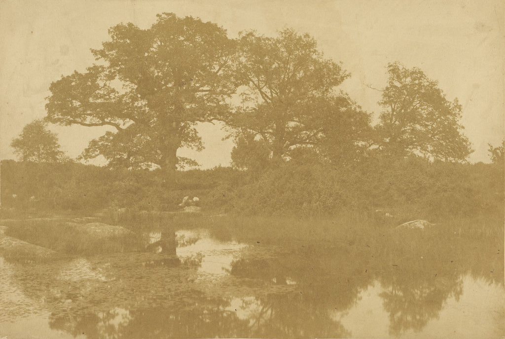 Charles Marville:[Forêt de Fontainebleau], Poster Print Wall Art