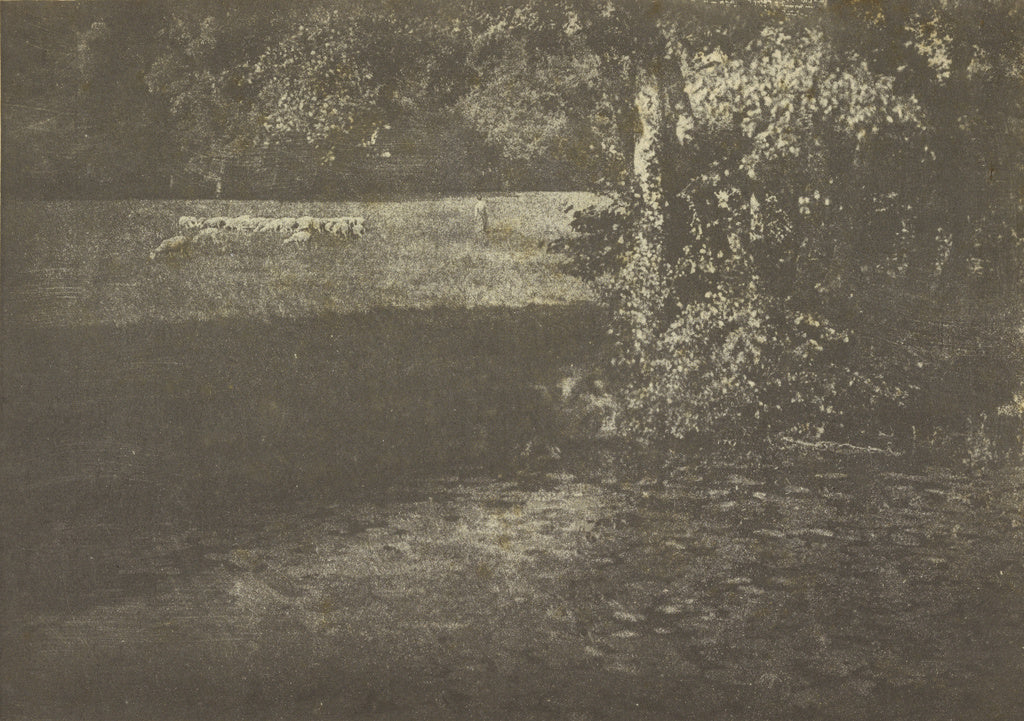 Gertrude Käsebier:[Pasture with Sheep], Poster Print Wall Art