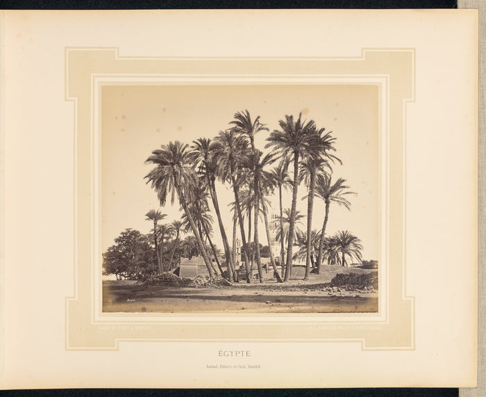 Félix Bonfils:egypte: Antinoë, palmiers de Cheik-Abadded,16x12