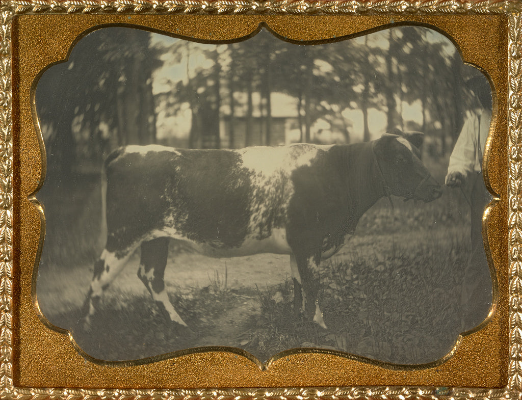 Unknown maker, American:[Herdsman with cow], Poster Print Wall Art