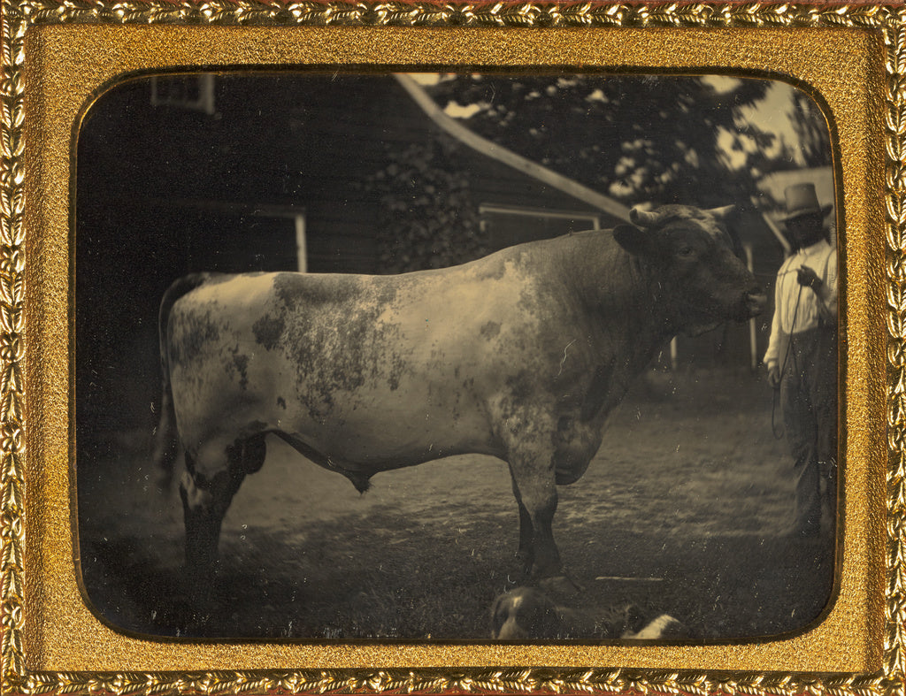 Unknown maker, American:[Herdsman with bull], Poster Print Wall Art
