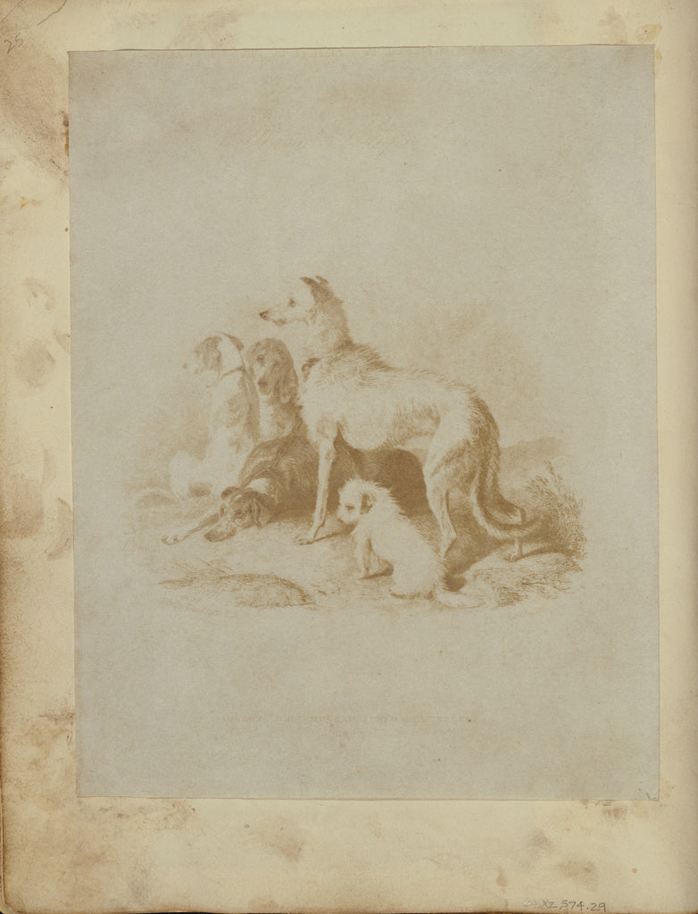 Unknown maker, British:[A Group of Five Dogs], Poster Print Wall Art