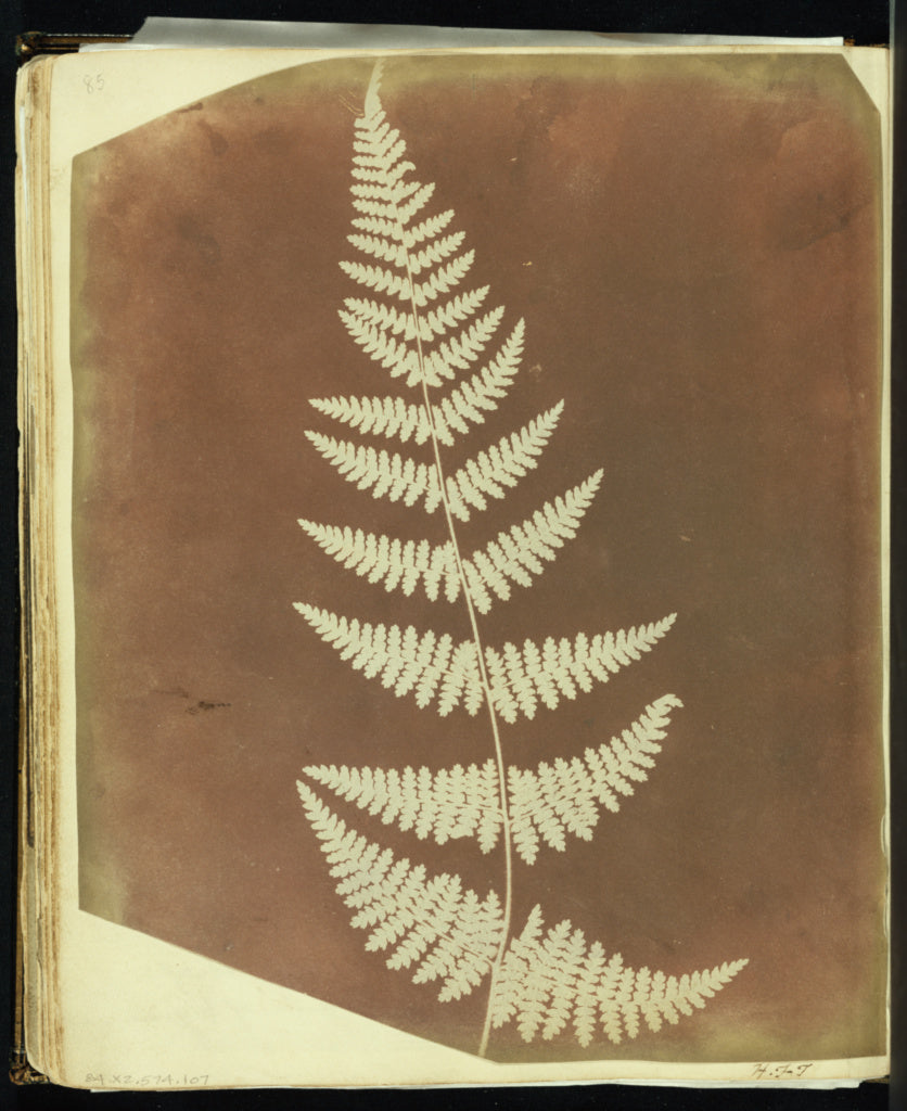 William Henry Fox Talbot:[Buckler Fern], Poster Print Wall Art