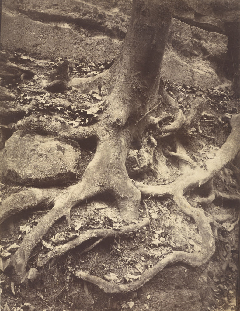 Eugène Atget:Saint-Cloud, Tree Roots, Saint Cloud Park,16x12"(A3)Poster